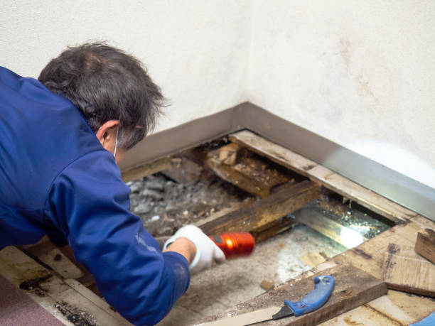 Best Same-Day Mold Removal  in Ten Mile Creek, MD