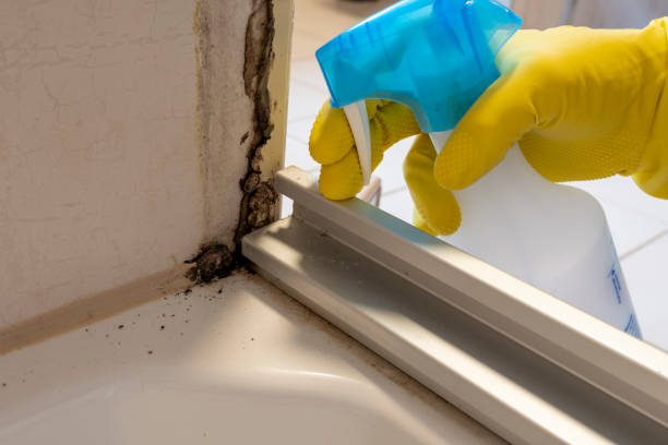 Trusted Ten Mile Creek, MD Mold Removal Experts