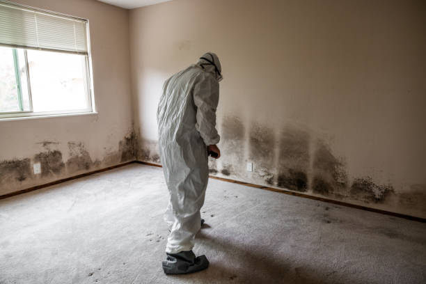 Best Mold Testing  in Ten Mile Creek, MD