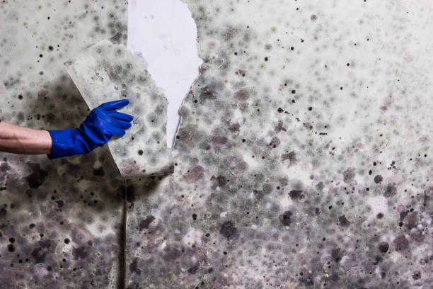 Best Certified Mold Removal  in Ten Mile Creek, MD