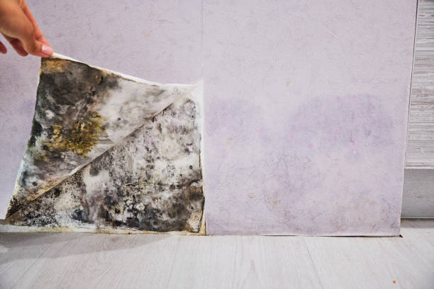 Best Professional Mold Removal  in Ten Mile Creek, MD